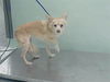 adoptable Dog in  named ESTRELLA SANTANA