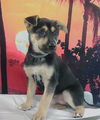 adoptable Dog in  named A2026008
