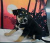 adoptable Dog in  named A2026009