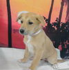 adoptable Dog in  named A2026010