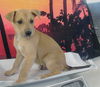 adoptable Dog in  named A2026011
