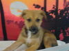 adoptable Dog in  named A2026012