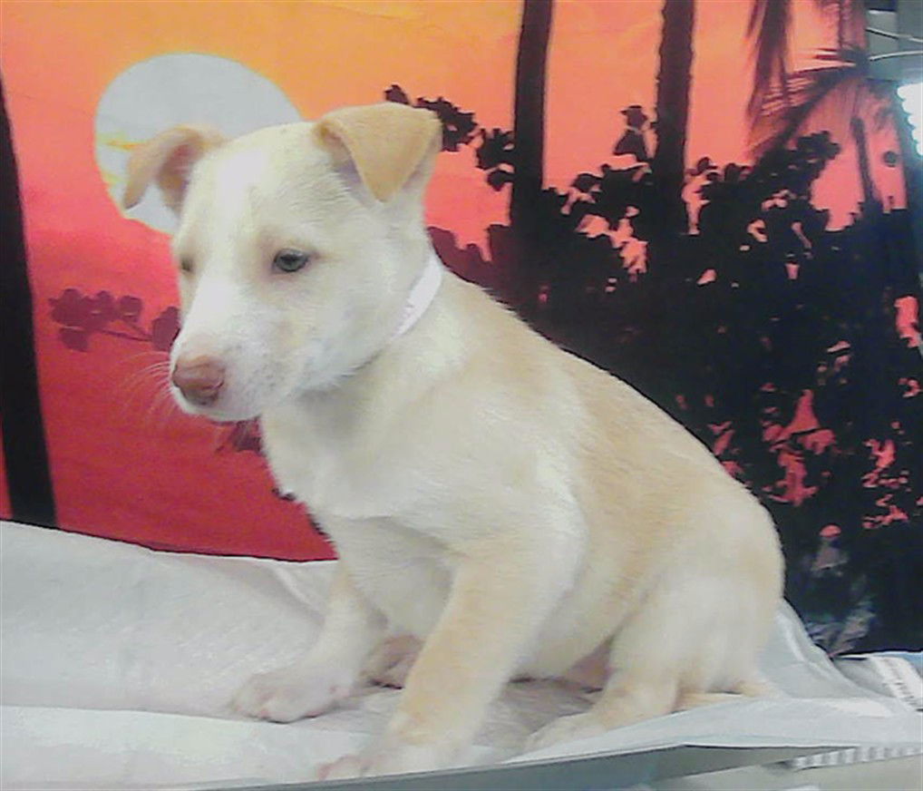 adoptable Dog in Houston, TX named A2026013
