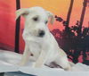 adoptable Dog in  named A2026014