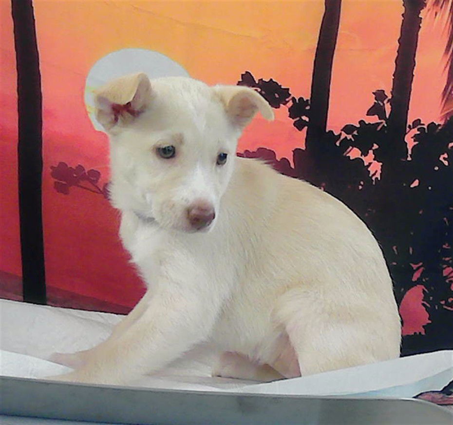 adoptable Dog in Houston, TX named A2026015