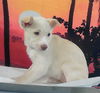 adoptable Dog in  named A2026015