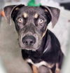 adoptable Dog in houston, TX named BONITA