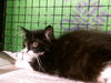 adoptable Cat in  named A2026050