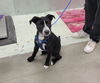 adoptable Dog in houston, TX named BELLA