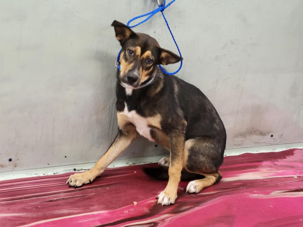 adoptable Dog in Houston, TX named NINA