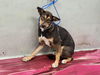adoptable Dog in  named NINA
