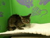 adoptable Cat in houston, TX named BRONNY