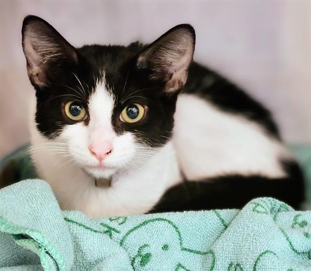 adoptable Cat in Houston, TX named AZURA