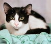 adoptable Cat in houston, TX named AZURA