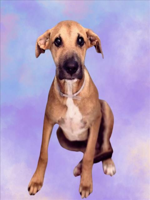 adoptable Dog in Houston, TX named DONALD