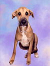 adoptable Dog in  named DONALD