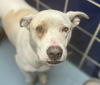 adoptable Dog in  named SANDY