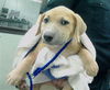 adoptable Dog in houston, TX named AVERY