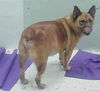 adoptable Dog in houston, TX named BEAU