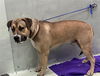 adoptable Dog in  named ATREIDES