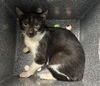 adoptable Cat in  named A2026391