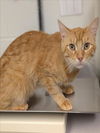 adoptable Cat in  named KYLO REN