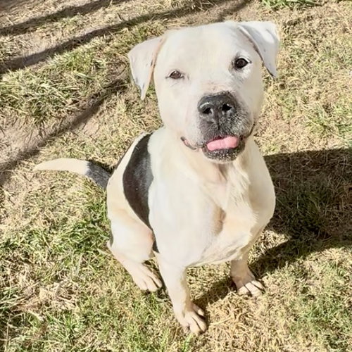 picture of the dog needing adoption