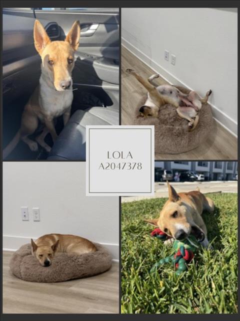 LOLA