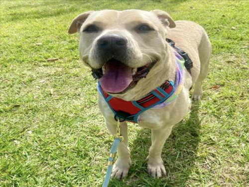 DOLLY, an adoptable Staffordshire Bull Terrier in Houston, TX