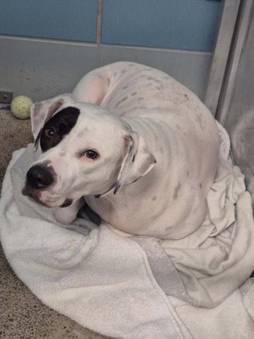 picture of the dog needing adoption