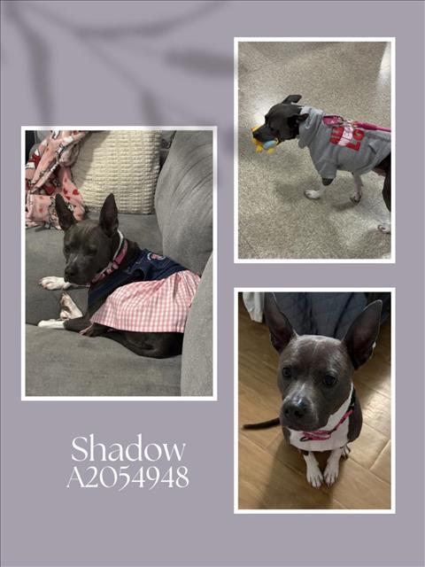 picture of the dog needing adoption