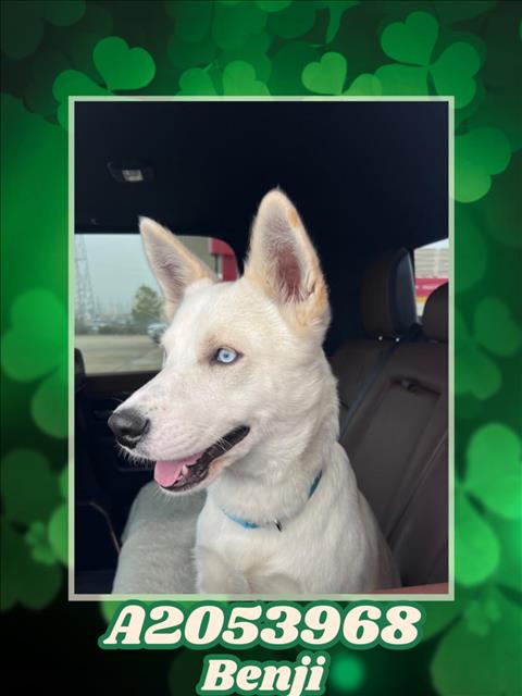 picture of the dog needing adoption