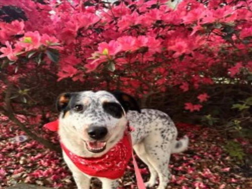 picture of the dog needing adoption