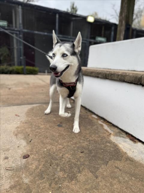 BELLA