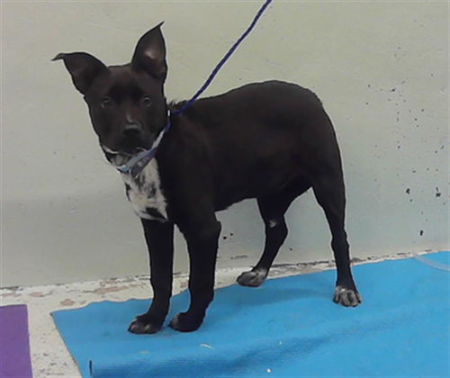 TOBY, an adoptable Labrador Retriever in Houston, TX