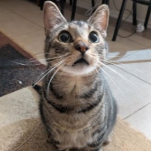 MARX, Adult Domestic Short Hair / Mixed (medium coat), cat for adoption in Friendswood, Texas