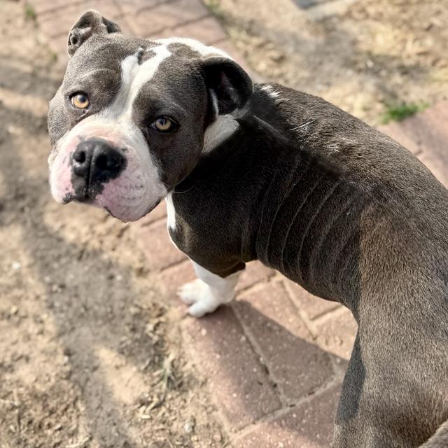 Pit Bull