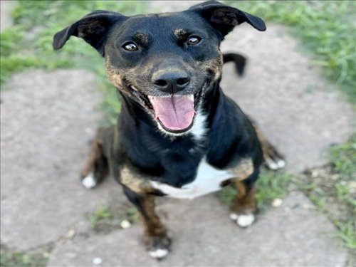 picture of the dog needing adoption