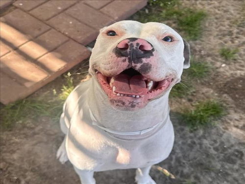 JUNA, an adoptable Staffordshire Bull Terrier in Houston, TX