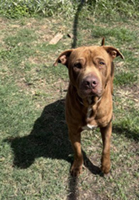 WILBER, an adoptable Staffordshire Bull Terrier in Houston, TX