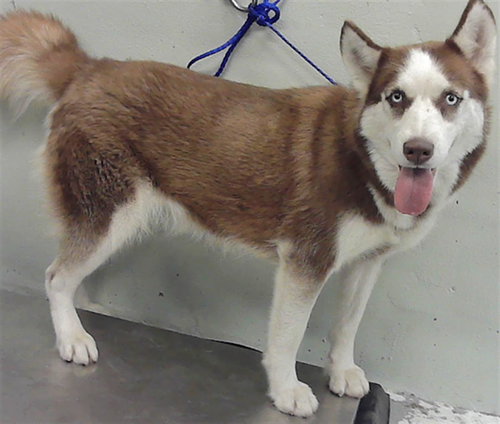 picture of the dog needing adoption