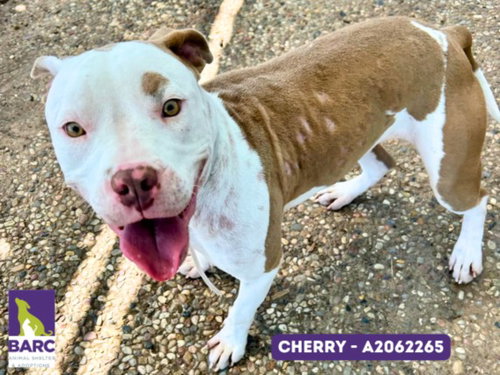 picture of the dog needing adoption