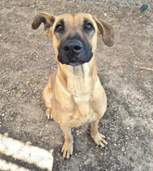 picture of the dog needing adoption