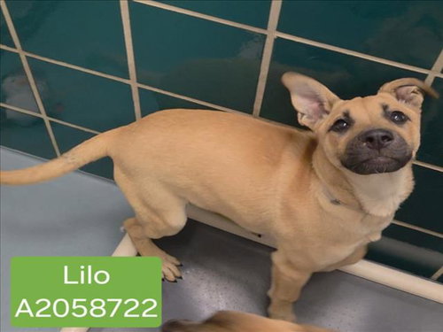 LILO, an adoptable Labrador Retriever in Houston, TX