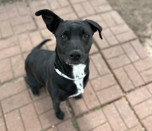NOX, an adoptable Labrador Retriever in Houston, TX