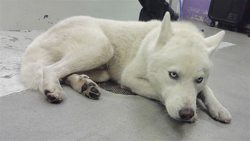 picture of the dog needing adoption