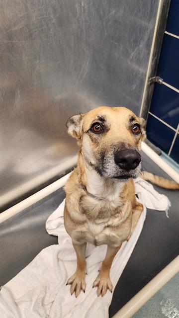 CANELA, an adoptable German Shepherd Dog in Houston, TX