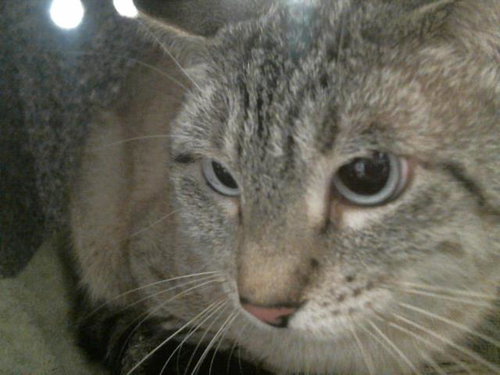 picture of the cat needing adoption