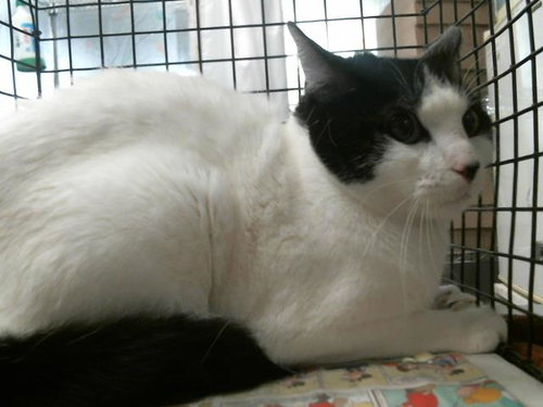 picture of the cat needing adoption
