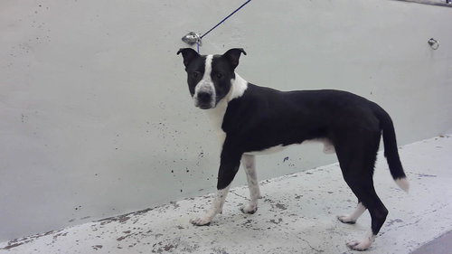 MAVERICK, an adoptable Pointer in Houston, TX